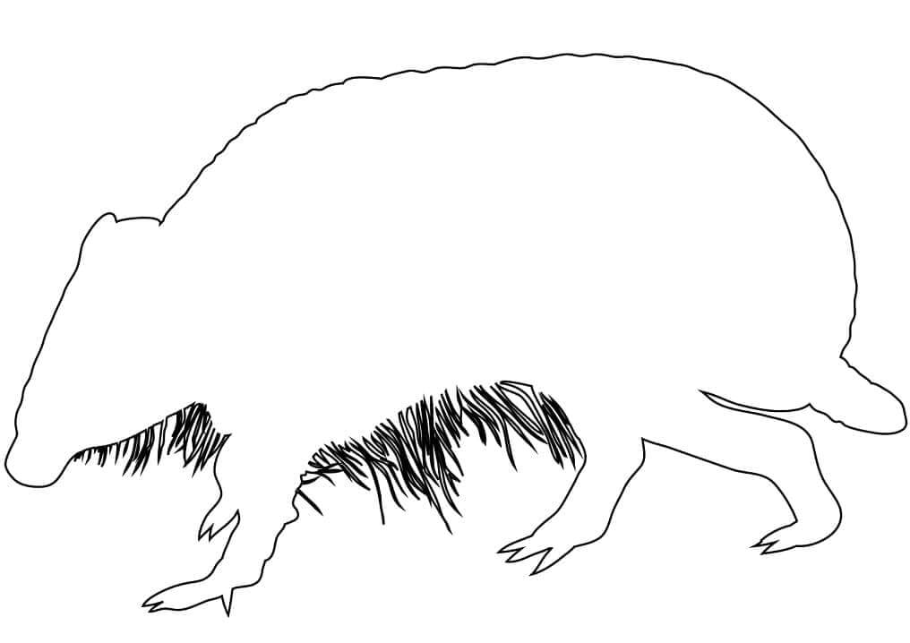 dibujo esquema de armadillo para colorear