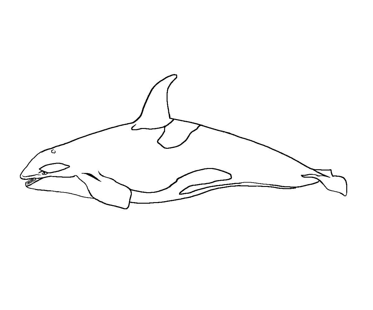dibujo ballena asombrosa para colorear