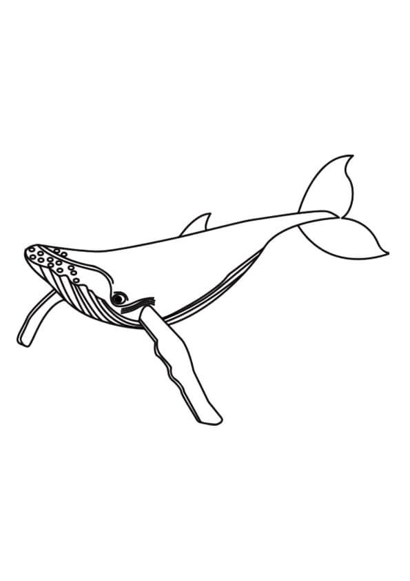 dibujo ballena azul para colorear