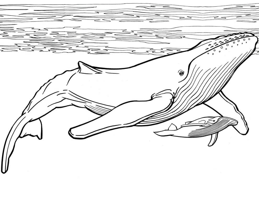 dibujo ballena madre y ballena bebe para colorear