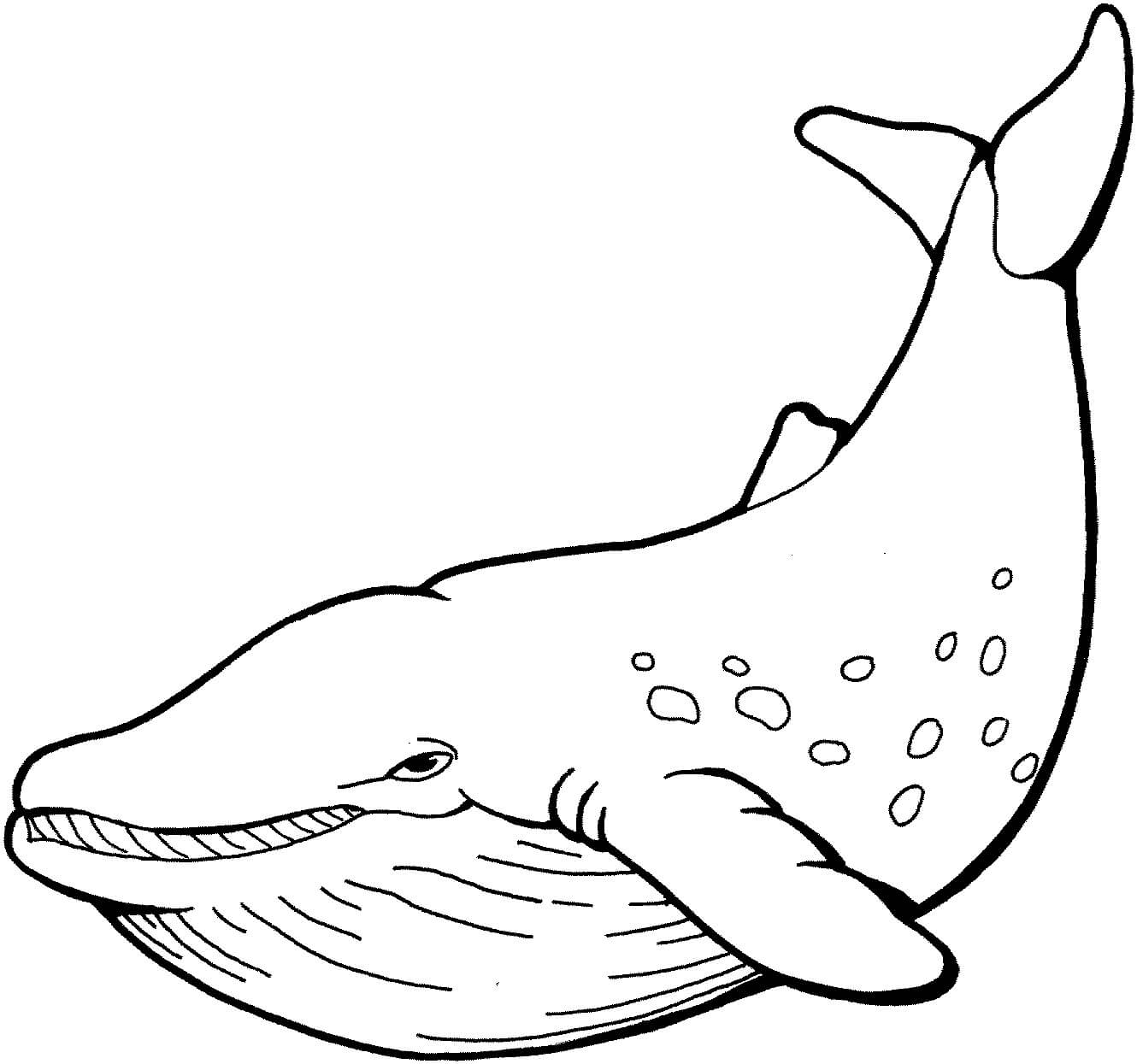 dibujo ballena sencilla para colorear