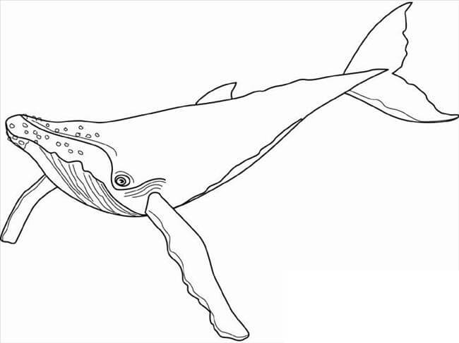 Dibujo de Ballena Jorobada para Colorear y Imprimir