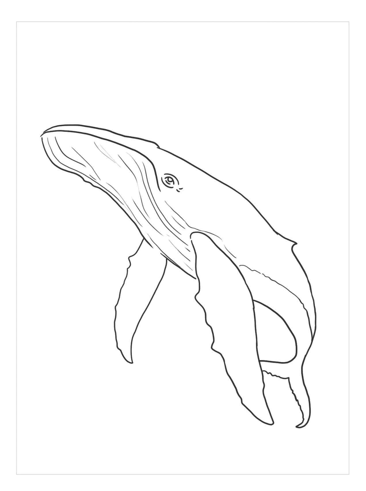 Dibujo de Ballena Libre para Colorear y Imprimir