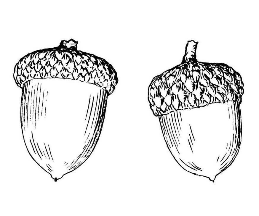 Dibujo de dos Bellotas para Colorear y Imprimir