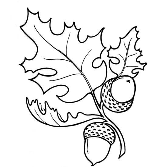 dibujo dos bellota con hoja para colorear