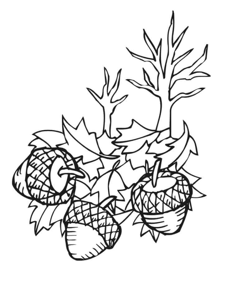 dibujo hojas y bellotas para colorear
