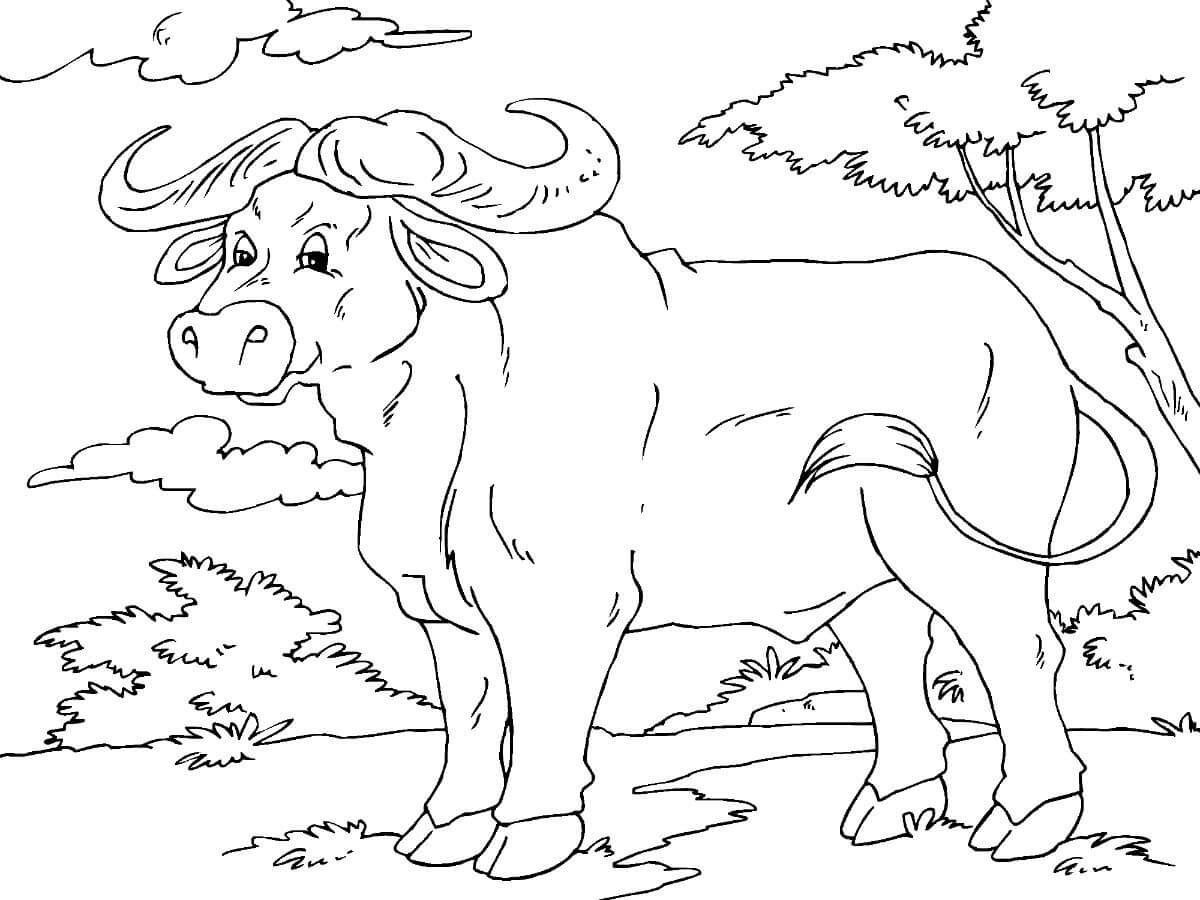 Dibujo de Bonito Bufalo para Colorear y Imprimir