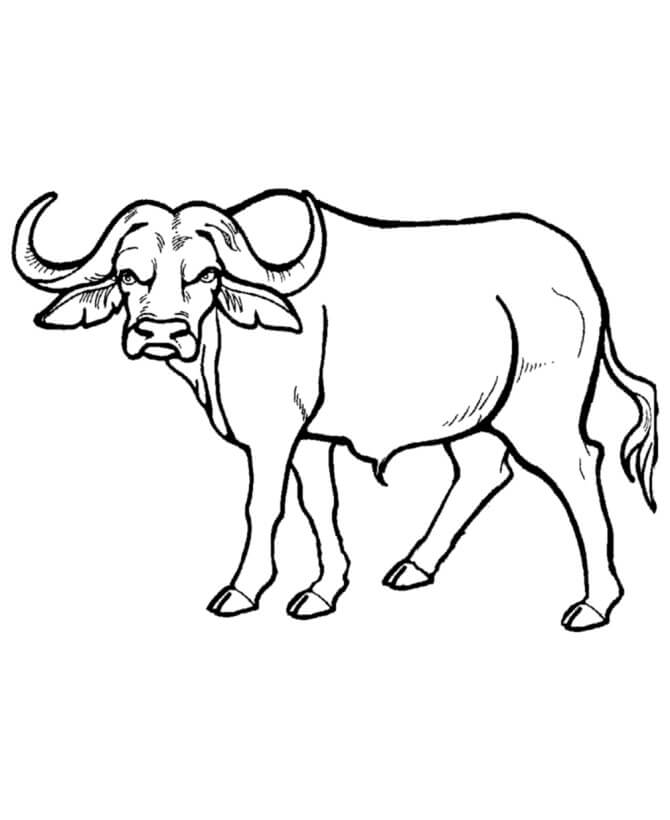 Dibujo de Buen Bufalo para Colorear y Imprimir