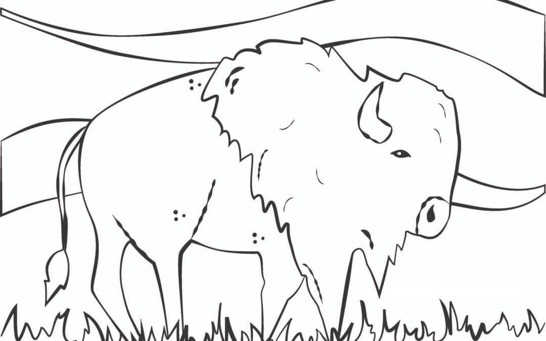 Dibujo de Bufalo de Lynnette para Colorear y Imprimir