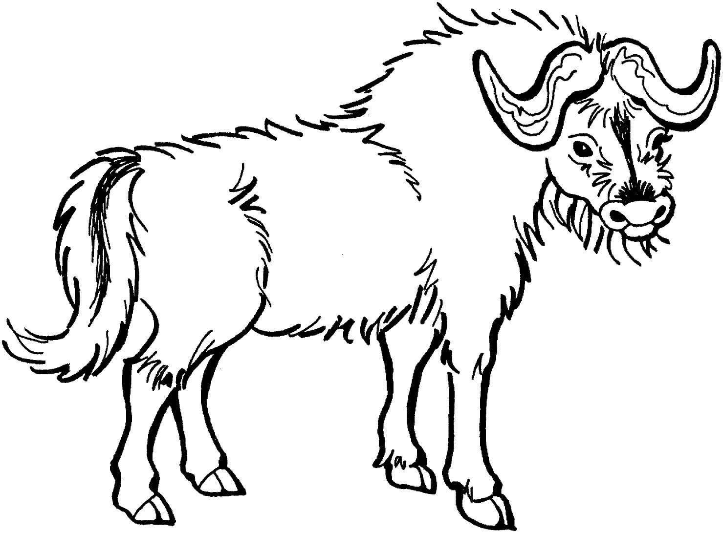 Dibujo de Bufalo Dibujar a Mano para Colorear y Imprimir