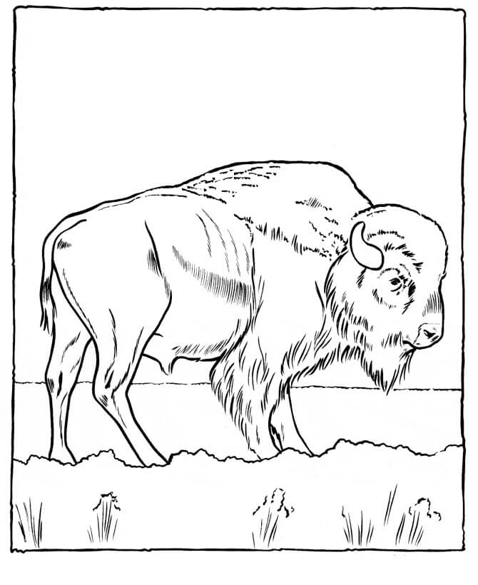 Dibujo de Bufalo Increíble para Colorear y Imprimir