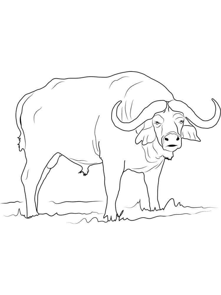 Dibujo de Bufalo Libre para Colorear y Imprimir