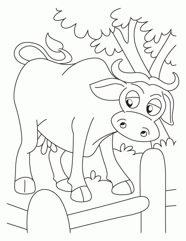 Dibujo de Bufalo Lindo para Colorear y Imprimir