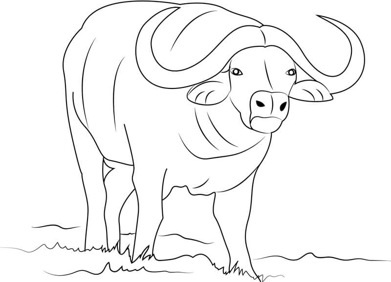 Dibujo de Bufalo Simple para Colorear y Imprimir