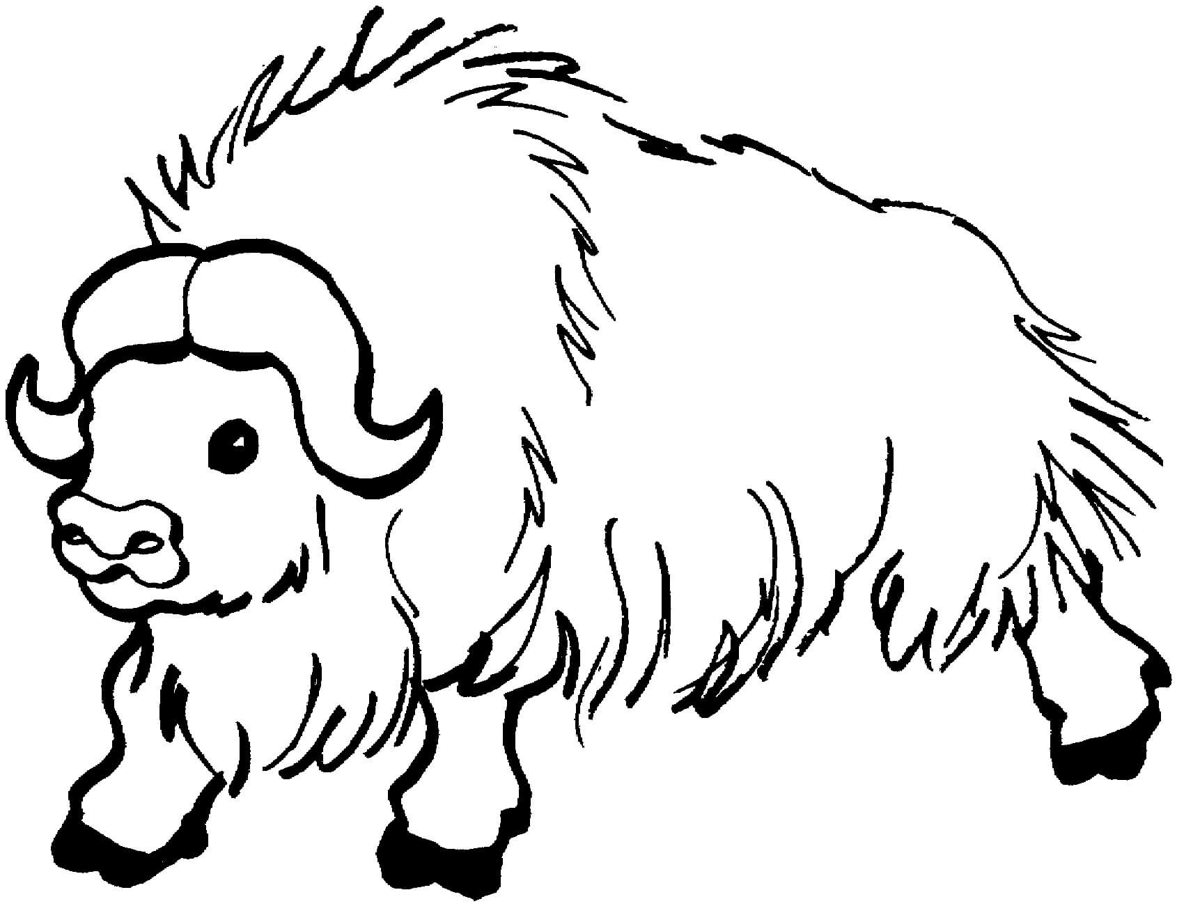 Dibujo de Dibujo Bufalo para Colorear y Imprimir