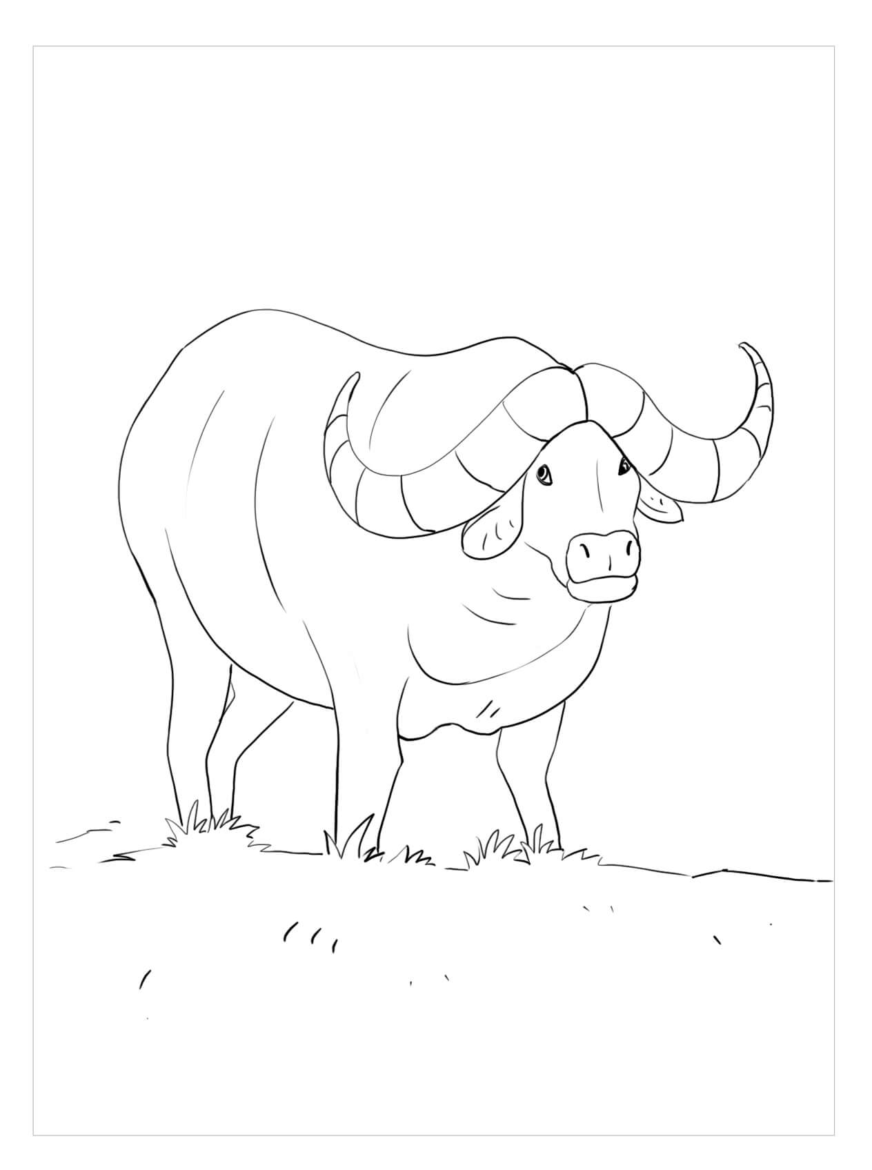 Dibujo de Dulce Bufalo para Colorear y Imprimir