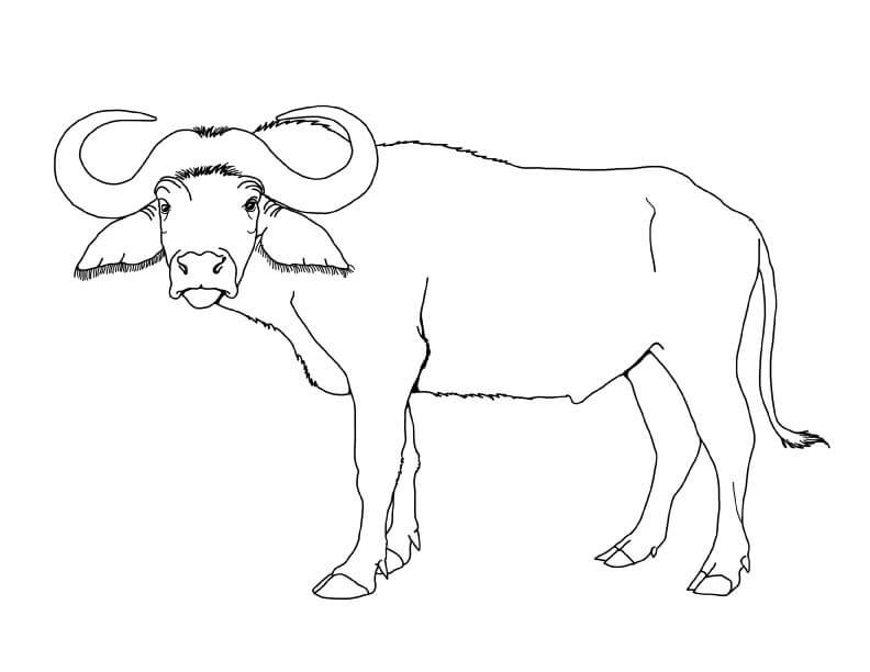 Dibujo de Gran Bufalo para Colorear y Imprimir