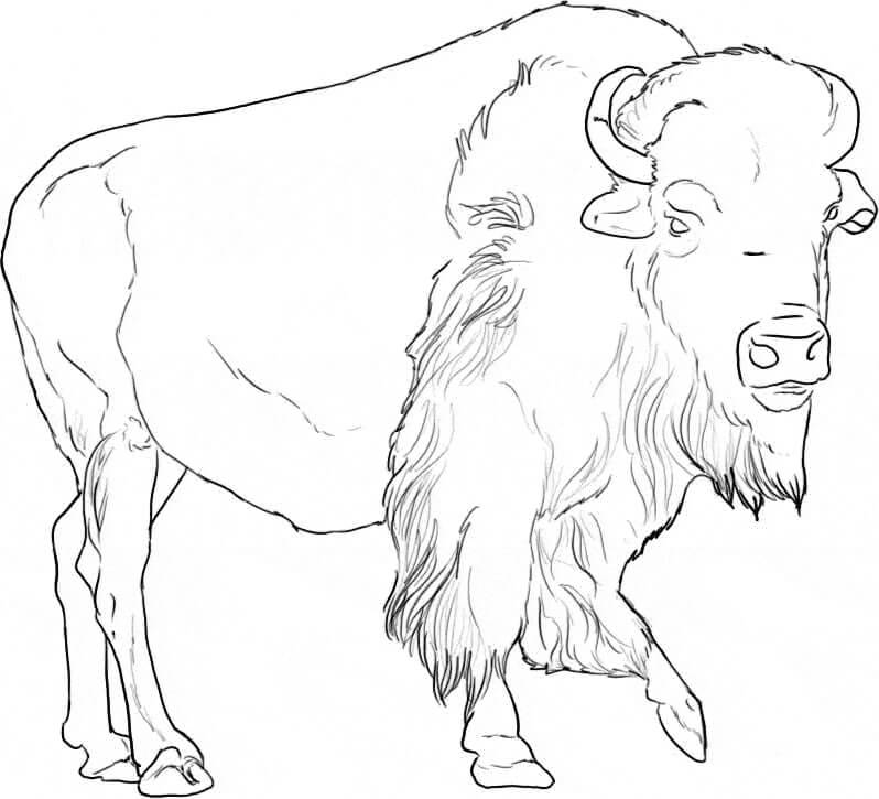 Dibujo de Hermoso Bufalo para Colorear y Imprimir