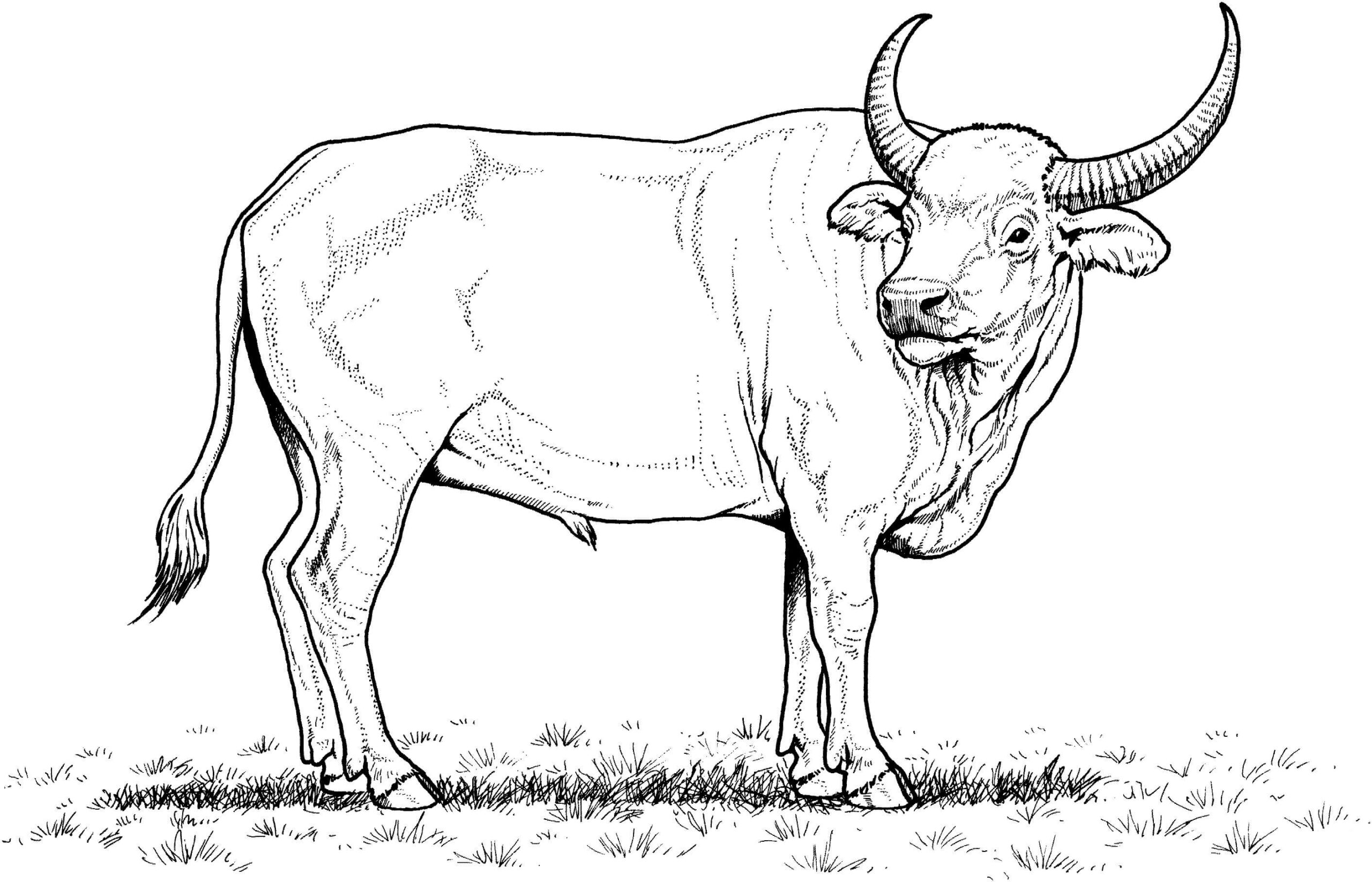 Dibujo de Impresionante Bufalo Scaled para Colorear y Imprimir