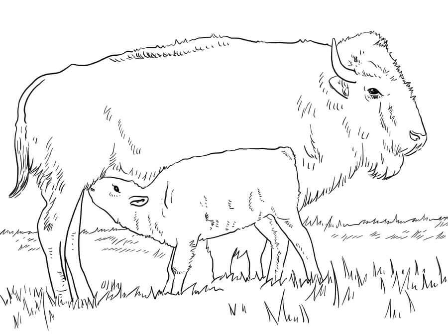 Dibujo de Linda Madre Bufalo Con Bebé Bufalo para Colorear y Imprimir