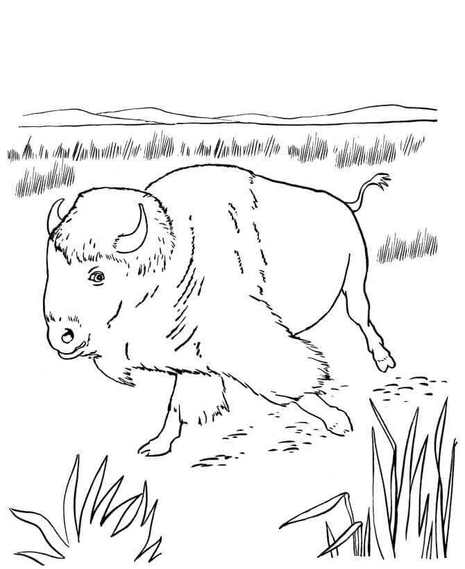 Dibujo de Pequeño Bufalo Caminando para Colorear y Imprimir