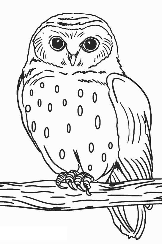 Dibujo de Buen Búho para Colorear y Imprimir