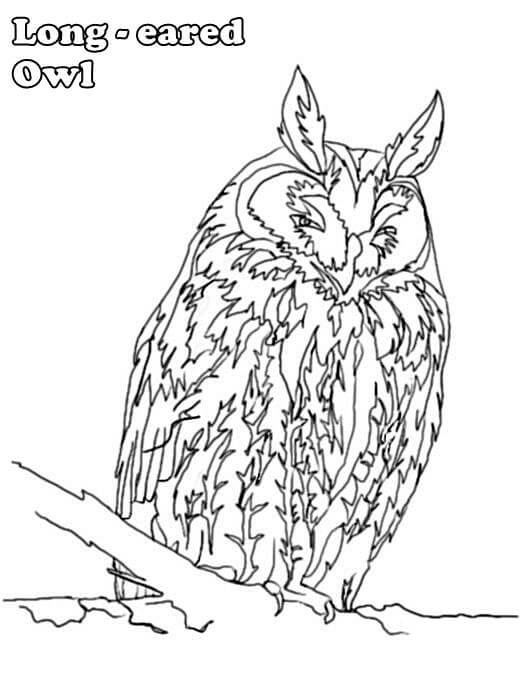 Dibujo de Búho Chico para Colorear y Imprimir