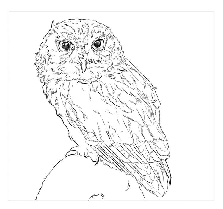 Dibujo de Búho Chillon Del Este para Colorear y Imprimir