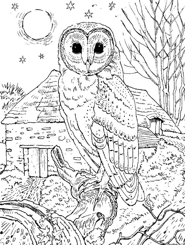 Dibujo de Lechuza Común para Colorear y Imprimir