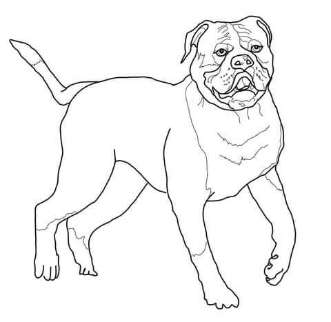 dibujo bonito bulldog para colorear