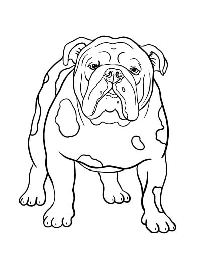 dibujo bulldog basico para colorear