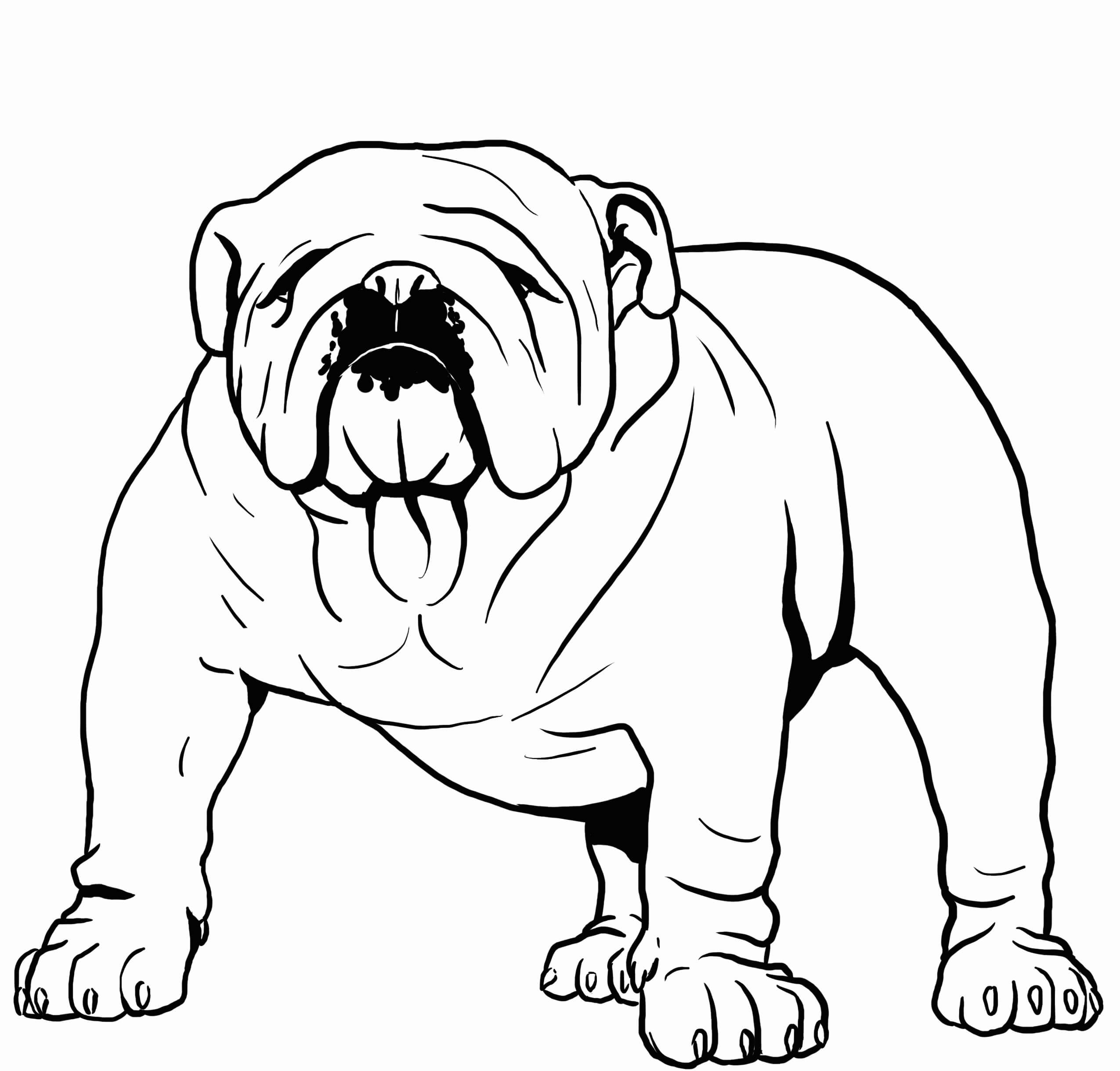 dibujo bulldog fuerte para colorear