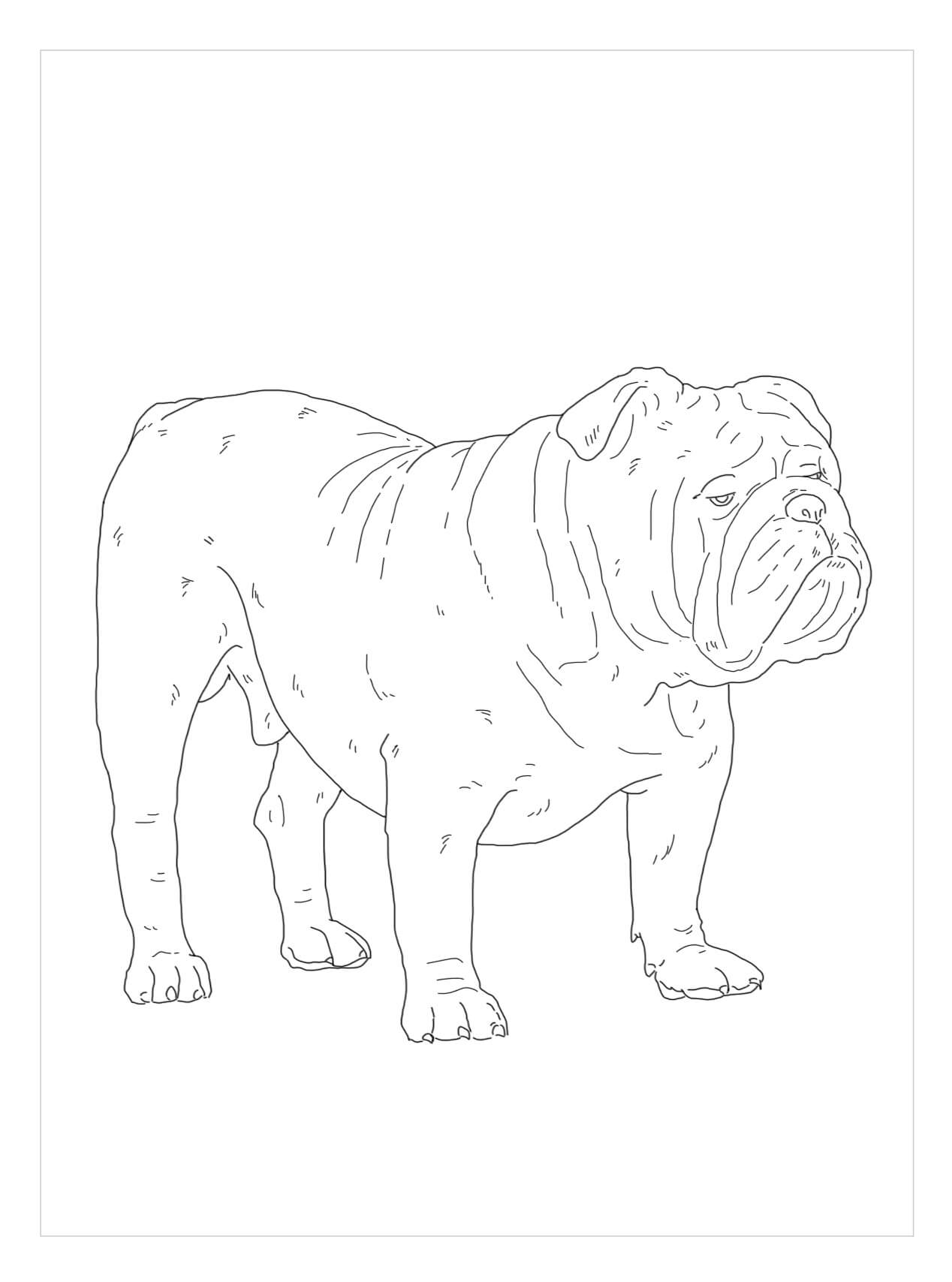 dibujo bulldog ingles para colorear