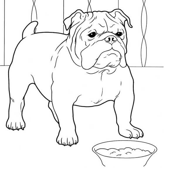 dibujo bulldog normal para colorear