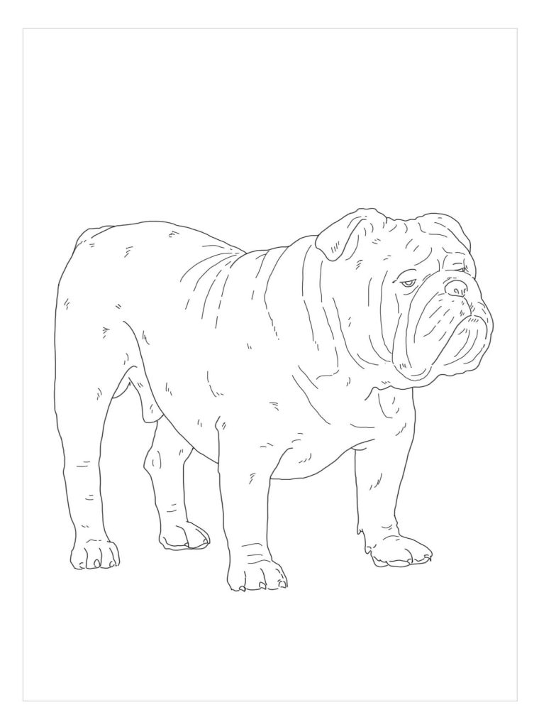 Dibujo de Bulldog Inglés para Colorear y Imprimir