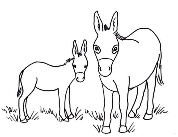 Dibujo de dos Burros para Colorear y Imprimir