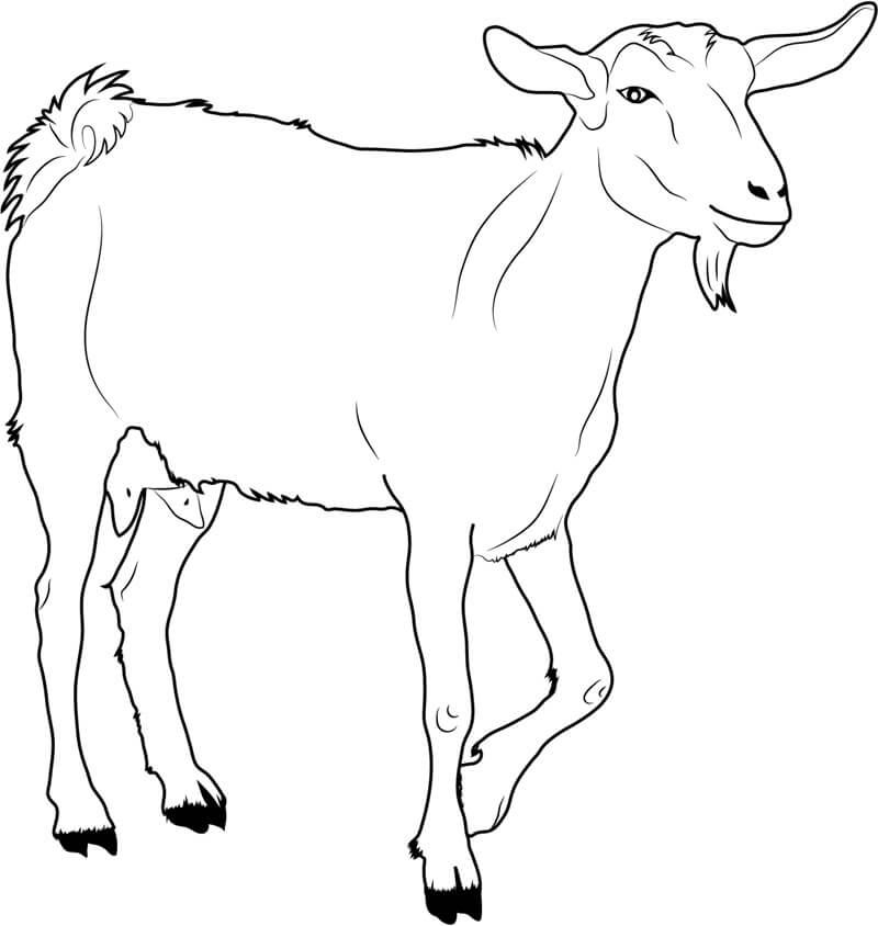 dibujo cabra caminando para colorear