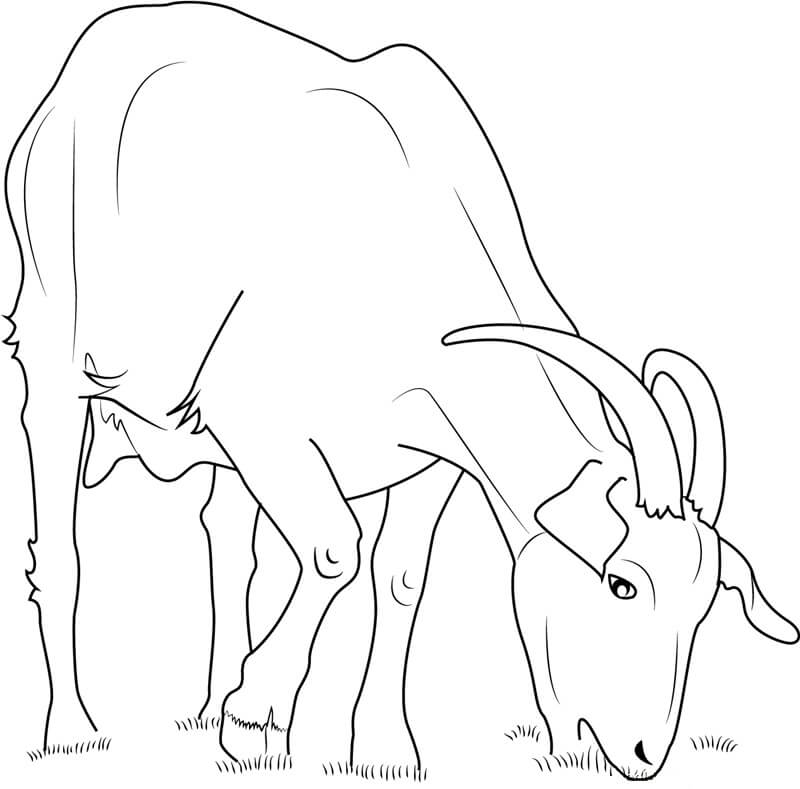 dibujo cabra domestica comiendo para colorear