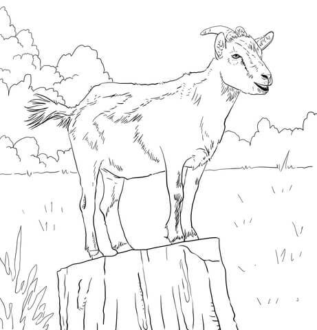dibujo cabra domestica realista para colorear