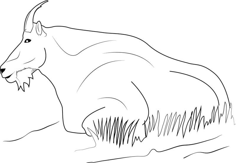 dibujo cabra montesa relajante para colorear
