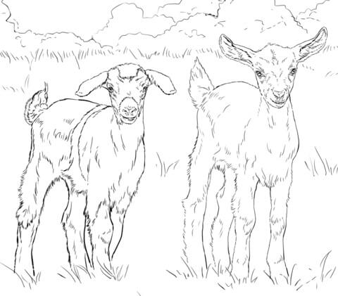 Dibujo de dos Cabras para Colorear y Imprimir