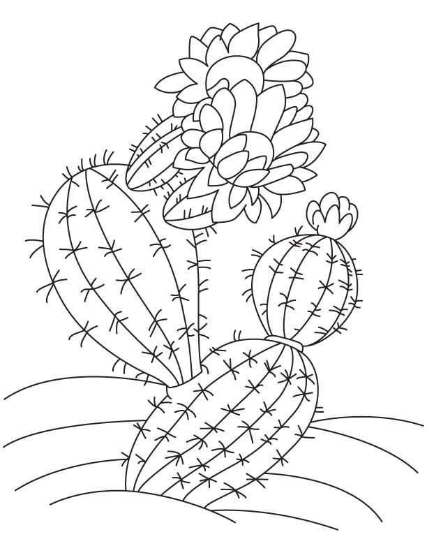 Dibujo de Cactus Con Flor para Colorear y Imprimir