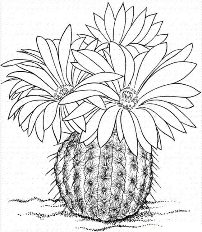 Dibujo de Cactus Con Tres Flores para Colorear y Imprimir