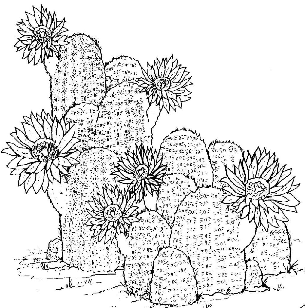 Dibujo de Dibujo a Mano de Cactus para Colorear y Imprimir