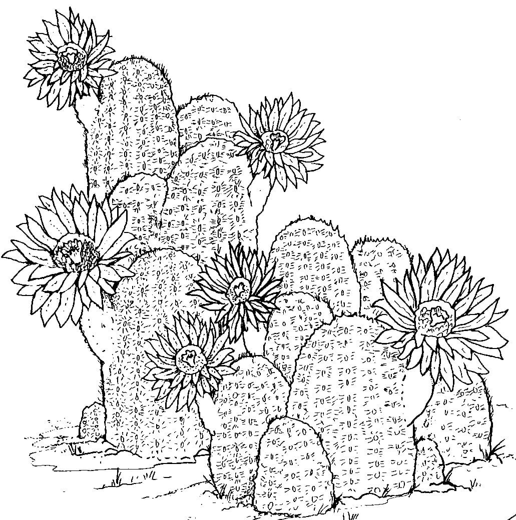 Dibujo de Dibujo a Mano de Cactus para Colorear y Imprimir