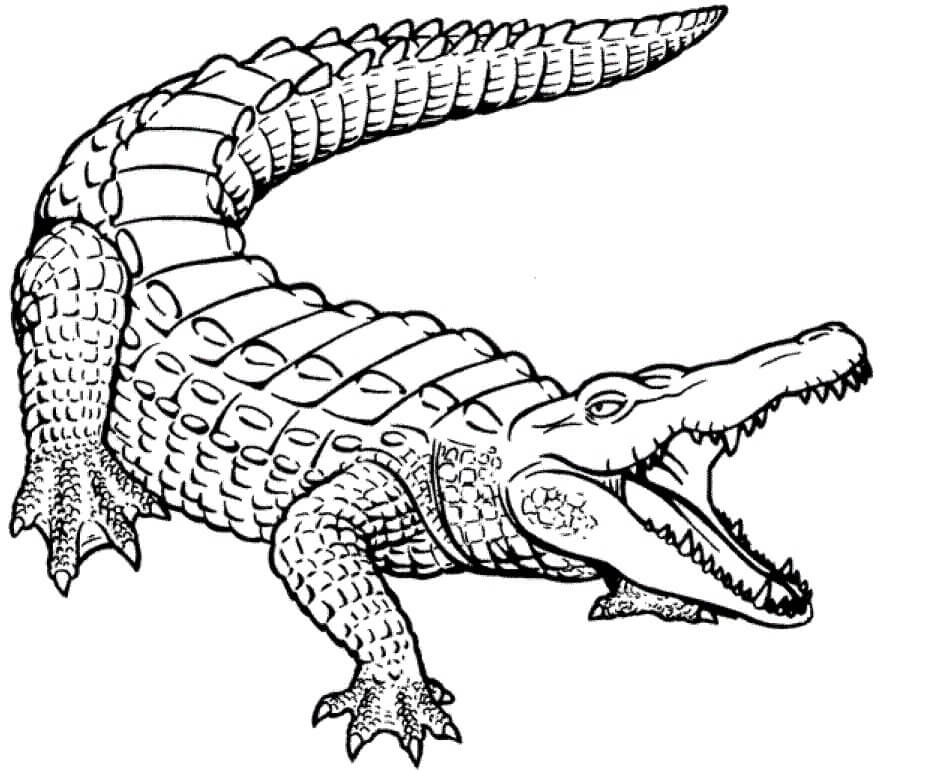 Dibujo de Cocodrilo Impresionante para Colorear y Imprimir