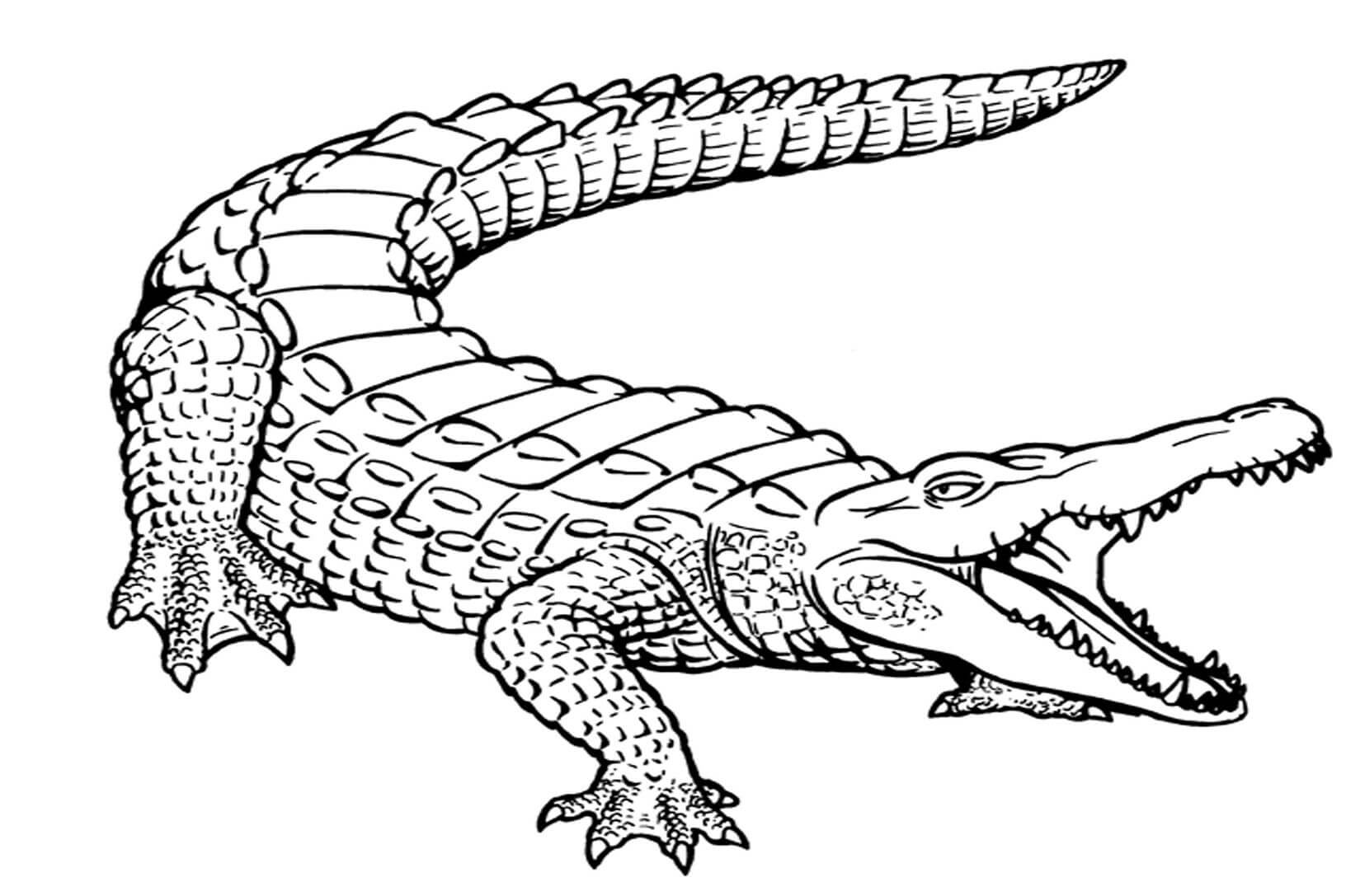 Dibujo de Cocodrilo Simple para Colorear y Imprimir
