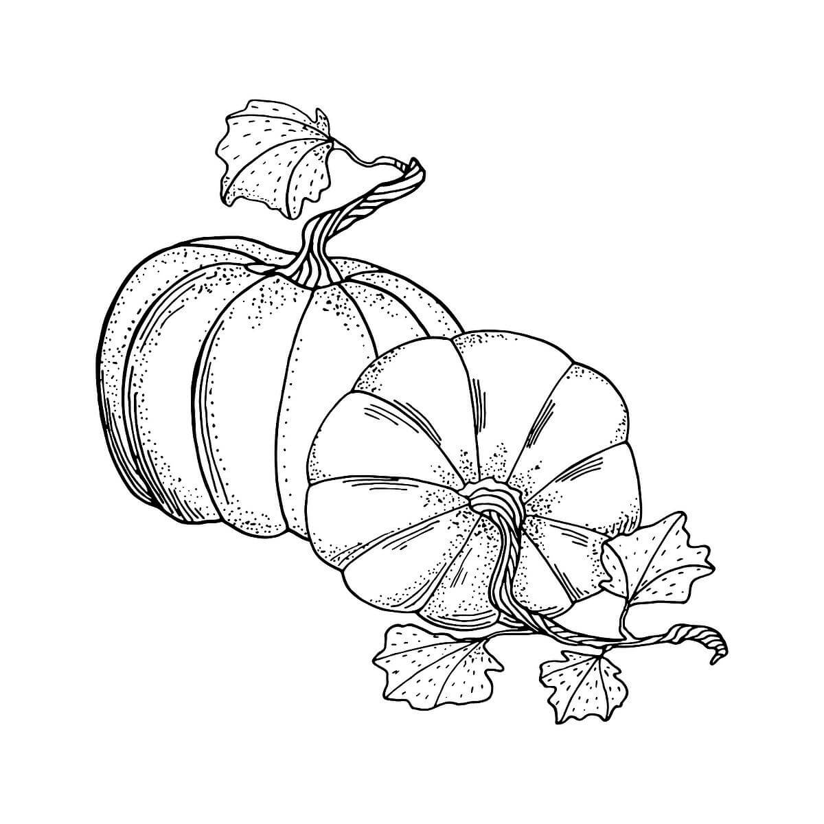 dibujo dibujar a mano calabaza para colorear