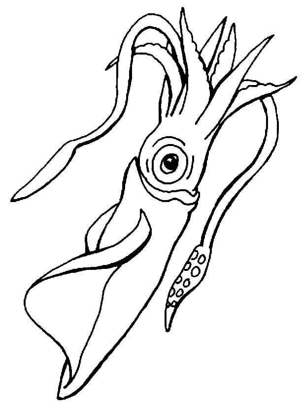 Dibujo de Buen Calamar para Colorear y Imprimir