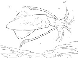 Dibujo de Calamar Común para Colorear y Imprimir